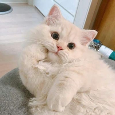 Rizky Hattrick avatar